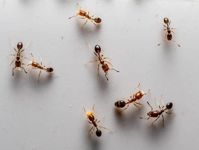 Dead Ants On Windowsill
